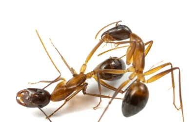 Carpenter Ants Save their Nestmates’ lives by Amputating their Injured Legs, Study Reveals